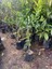 Nadir Bulunan 3 Yaş Tüplü Kaffir Lime Limon Boy 120-150 cm 4