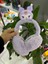 Cinnamoroll Kuromi Peluş Katlanır Kulaklık 1