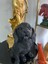 Dekorarif Köpek Heykeli Biblo 1