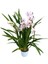 Cymbidium 'White' (Simbidyum Orkide) 2