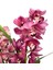 Cymbidium 'Pink' (Simbidyum Orkide) 1