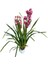 Cymbidium 'Pink' (Simbidyum Orkide) 2