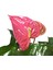- Anthurium Andraeanum 'Pink' (Flamingo Çiçeği) 1