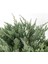 Yayılıcı Ardıç Juniperus Horizontalis Mavi - Blue Mint 3