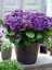 Ortanca Çiçeği Hydrangea Macrophylla Premium 1