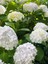 Ortanca Çiçeği Hydrangea Macrophylla Premium 3