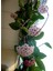 Mum Çiçeği – (Hoya Carnosa) - Askılı Saksıda 1