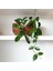 Mum Çiçeği – (Hoya Carnosa) - Askılı Saksıda 2