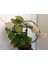 Mum Çiçeği – (Hoya Carnosa) - Askılı Saksıda 3