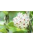 Mum Çiçeği – (Hoya Carnosa) - Askılı Saksıda 4