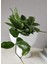 Mum Çiçeği – (Hoya Carnosa) - Askılı Saksıda 5
