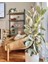 Alacalı Kauçuk – Ficus Elastica Tineke 40-60 cm 1