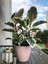 Alacalı Kauçuk – Ficus Elastica Tineke 40-60 cm 2