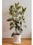Alacalı Kauçuk – Ficus Elastica Tineke 40-60 cm 3