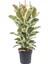 Alacalı Kauçuk – Ficus Elastica Tineke 40-60 cm 4