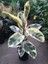 Alacalı Kauçuk – Ficus Elastica Tineke 40-60 cm 5