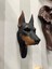Doberman Duvar Dekorasyon Ürünü, Dekoratif Duvar Objesi 3