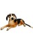 Peluş Yatan Köpek Beagle 1