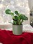 Taş Saksıda Zümrüt Dalgası Bitkisi-Peperomia Obtusifolia Peperomya No 4 2