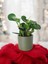 Taş Saksıda Zümrüt Dalgası Bitkisi-Peperomia Obtusifolia Peperomya No 4 3