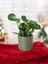 Taş Saksıda Zümrüt Dalgası Bitkisi-Peperomia Obtusifolia Peperomya No 4 4