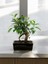 Taş Saksıda Bonsai Ficus 1