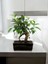 Taş Saksıda Bonsai Ficus 2