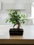 Taş Saksıda Bonsai Ficus 3