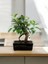 Taş Saksıda Bonsai Ficus 4