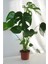Deve Tabanı Büyük Boy Monstera Deliciosa 2 1