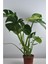 Deve Tabanı Büyük Boy Monstera Deliciosa 2 2