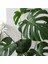Deve Tabanı Büyük Boy Monstera Deliciosa 2 4