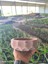 Geometrik Taş Orkide Bonsai ve Aranjman Saksısı 1