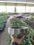 Geometrik Taş Orkide Bonsai ve Aranjman Saksısı No 2 2