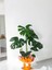 Deve Tabanı Monstera Deliciosa Hediyelik Paketiyle 1