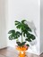 Deve Tabanı Monstera Deliciosa Hediyelik Paketiyle 3