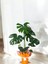 Deve Tabanı Monstera Deliciosa Hediyelik Paketiyle 4