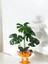 Deve Tabanı Monstera Deliciosa Hediyelik Paketiyle 5