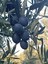 Mehmet Inan Gemlik Sofralık Siyah Zeytin L 2