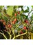 Tamarillo Domates Ağacı 100-150 cm Meyve Verme Durumunda 2