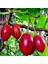 Tamarillo Domates Ağacı 100-150 cm Meyve Verme Durumunda 4