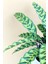 Calathea Lancifolia 'rattlesnake' - Dua Çiçeği Kaladya - Ev Ofis Salon Iç Mekan Bitkisi - 40 cm 2