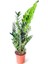 Zamia Zamioculcas Zamiifolia Zeze Çiçeği Ev Ofis Salon Iç Mekan Bitkisi 60 cm 1