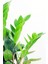 Zamia Zamioculcas Zamiifolia Zeze Çiçeği Ev Ofis Salon Iç Mekan Bitkisi 60 cm 2