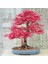 Tohumdan Bonsai Başlangıç Kiti Kırmızı Japon Akçaağacı Osakazuki 2