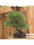 Japon Karaçamı Bonsai NO.757 2