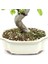 Akadamalı Süper Karışım Bonsai Toprağı TK01 (10 Litre) 3