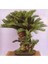 3 Adet Tohum Bodur Bonsai Palmiye Ağacı Bonsai Tohum Ata Tohum Sürpriz Hediye Tohum 1