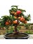 Bonsai Elma Ağacı Tohumu (2 Adet Tohum) 2
