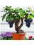 Bonsai Üzüm Ağacı Tohumu (5 Adet Tohum) 1